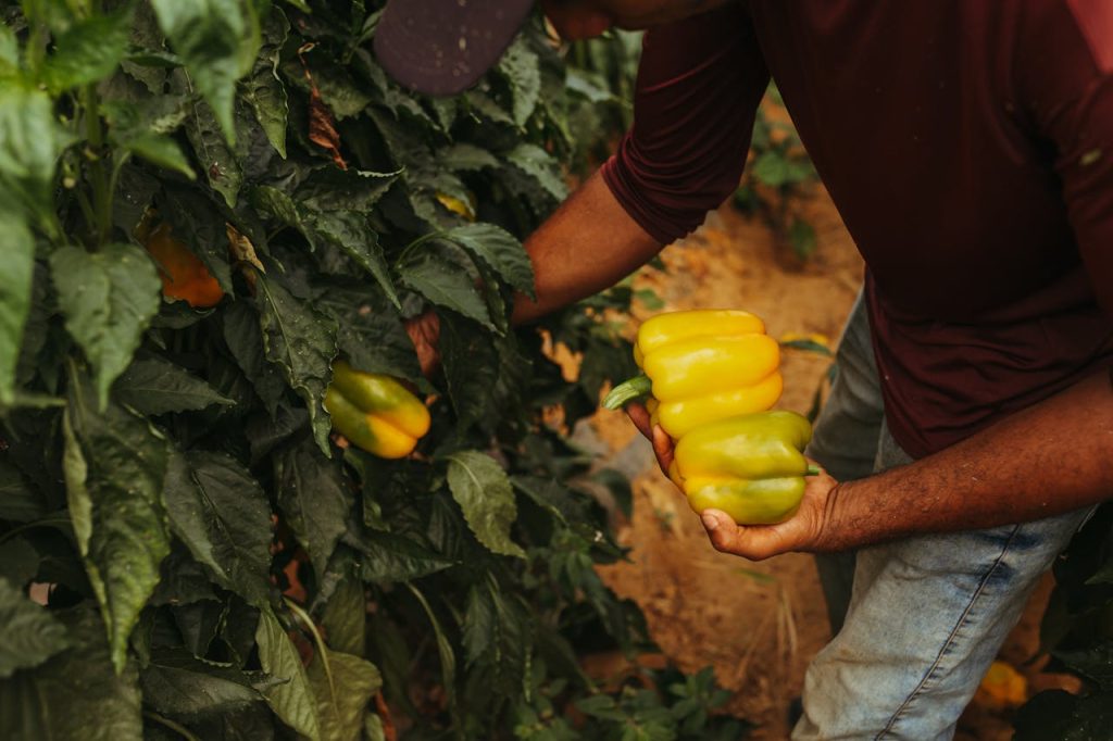 Man Picking Bell Peppers