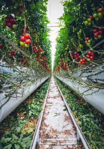 Red and Green Tomato Plants on Train Rail